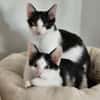 Binx & Zeus Verspieltes Katzenpärchen sucht  Zuhause