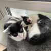 Binx & Zeus Verspieltes Katzenpärchen sucht  Zuhause