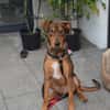Bruno  ein sportlicher und cleverer Begleiter