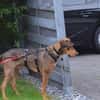 Bruno  ein sportlicher und cleverer Begleiter