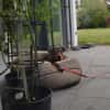 Bruno  ein sportlicher und cleverer Begleiter