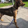 Bruno  ein sportlicher und cleverer Begleiter