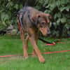 Bruno  ein sportlicher und cleverer Begleiter