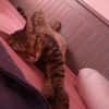 Artie 1 jahr such zuhause mit ruhe und geduld