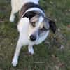 Liebevoller Hund REX sucht sein Zuhause!