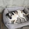 Liebevoller Hund REX sucht sein Zuhause!