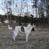 Liebevoller Hund REX sucht sein Zuhause!