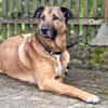 SEPPEL SUCHT EIN RUHIGES ZUHAUSE
