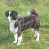 Floh - charmanter Er sucht seine Familie