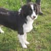 Floh - charmanter Er sucht seine Familie
