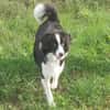 Floh - charmanter Er sucht seine Familie
