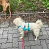 Nico - kleiner Hund ganz groß
