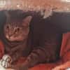 Sie suchen eine anhängliche Schmusekatze?