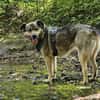 Hundeomi KATE sucht Gnadenplatz ♥‼PLZ33619