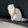 Scottish Fold Kater sucht sein Glück