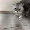 Scottish Fold Kater sucht sein Glück