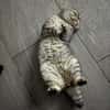 Scottish Fold Kater sucht sein Glück