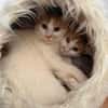 Copper & Monchi -  Dreamteam sucht seine Familie