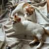 Copper & Monchi -  Dreamteam sucht seine Familie