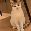Copper & Monchi -  Dreamteam sucht seine Familie
