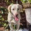 🐾 Lola  eine sanfte Hündin sucht Menschen mit Geduld ❤