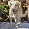 🐾 Lola  eine sanfte Hündin sucht Menschen mit Geduld ❤