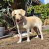 🐾 Lola  eine sanfte Hündin sucht Menschen mit Geduld ❤