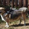 TAPI