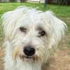 DORI-zuckersüße, freundliche Bichon-Mix-Hündin