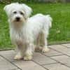 DORI-zuckersüße, freundliche Bichon-Mix-Hündin