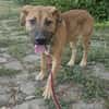 Ana, mutiger Welpe sucht neues Zuhause