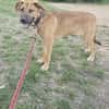 Ana, mutiger Welpe sucht neues Zuhause