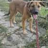 Ana, mutiger Welpe sucht neues Zuhause