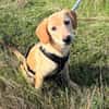 Shadow - offener und verspielter Jungspund