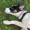Lili - das Jack-Russel-Mix Kuschelmonster
