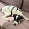Lili - das Jack-Russel-Mix Kuschelmonster