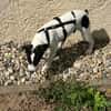 Lili - das Jack-Russel-Mix Kuschelmonster