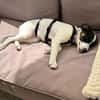 Lili - das Jack-Russel-Mix Kuschelmonster