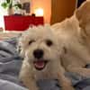 Bob, freundlicher Bichon-Frisé Mischling sucht Zuhause