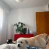 Bob, freundlicher Bichon-Frisé Mischling sucht Zuhause