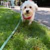 Bob, freundlicher Bichon-Frisé Mischling sucht Zuhause