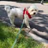 Bob, freundlicher Bichon-Frisé Mischling sucht Zuhause
