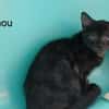 TINOU