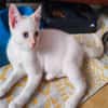 VINY