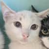 Enjoy [Chaton]