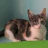 Canaille [Chaton]