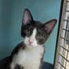 Berlioz [Chaton]