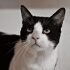 Nermal