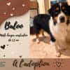 Baloo