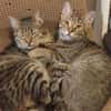 Tina & Tino Schmusetiger suchen Familie zum kuscheln